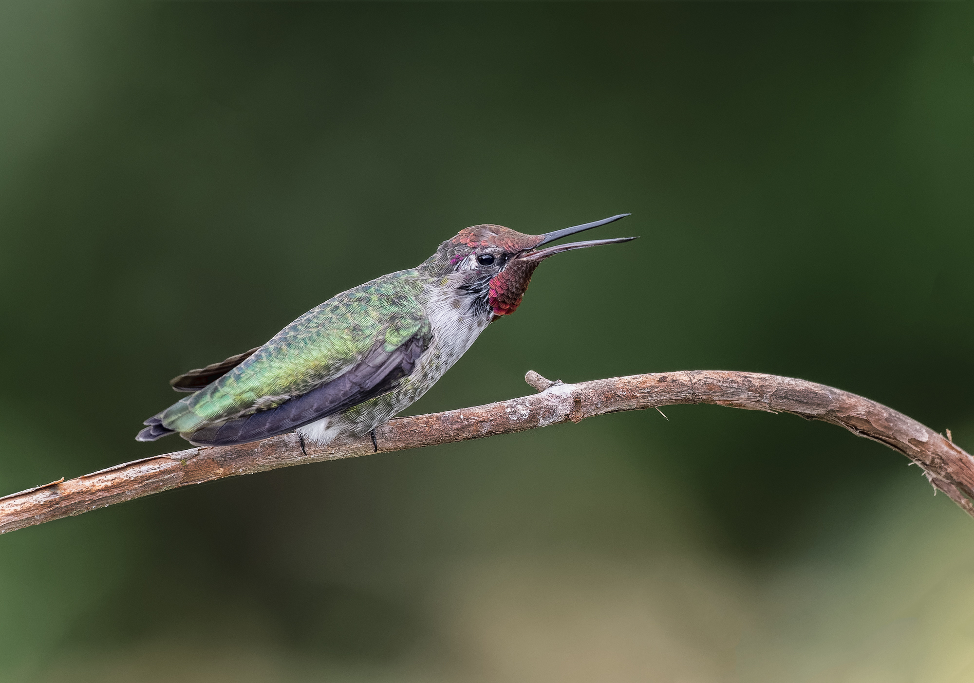 Hummingbirds Perching? Discussions Nature Photographers Network